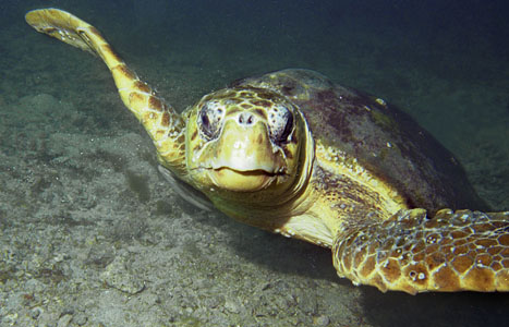 Sea Turtle at 55' about 17 miles off of St. Petersburg